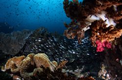 Raja Ampat Reef Scenic Shot.... 400D plus FishEye by Alex Tattersall 